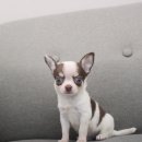 선경메디 | 구래동강아지무료분양 단모치와와