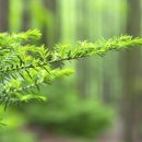 숲속의 펜션 이미지