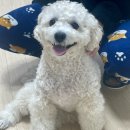 우주펫 | [우주펫] 펫시터 이용 후기 추천