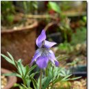 들꽃풍경 이미지