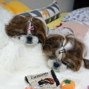 맘마미아 독 이미지