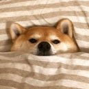 오늘 대패 이미지