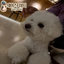 스무디킹 - 고양시 덕양구 고양대로 1955 | 대구 동성로 애견 카페 댕하우스 빙수킹 강아지 유치원 블루베리바나나스무디 솔직후기