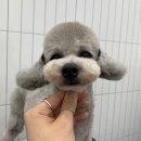 첨단사랑동물병원 이미지