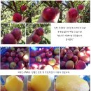 정정농장 이미지