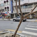 한농종묘사 이미지