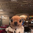 지에스25양산IC점 | 스타벅스 베이프 리유저블 컵 메뉴 가격 매장 후기 베이비 마일로 스터벅스 남양산IC DT점