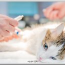 아빠손동물병원 이미지