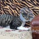 울디 동물병원 이미지