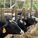 세종목장 이미지