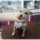 참조은 동물병원 이미지