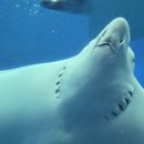 오션블루호텔 | 가족 여행 day.3(1) / 츄라우미 수족관 다녀온 후 알게 된 꿀팁ㅣ돌고래쇼 오션블루카페 점심 식사 후기