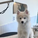 자연애견미용실 이미지