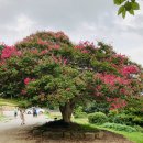 꽃길따라 이미지