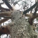 금강송민박 이미지