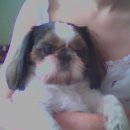 언니네강아지 이미지