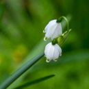 설강화 (Snow Drop)/by Bluegull 이미지