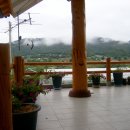 머루다래 이미지