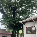 백년청과 - 청주시 흥덕구 오송가락로 82 | 백년청과