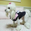 멍멍아 미용하러 가자 | ★스타일멍멍★일상모델 그 첫번째...♥(로맨틱토끼원피스)