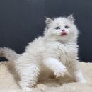 신비돌스 랙돌 캐터리 이미지