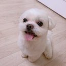 러블리하개 | 인천 강아지미용 잘하는곳/서구 러블리하개 픽업도가능