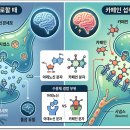 카페인이 인체에 미치는 영향 이미지