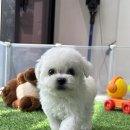 광주 강아지분양 고양이분양 어반펫 광주본점 이미지