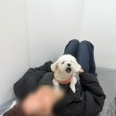 아일왁싱 | 왁싱하고 온 날 아일왁싱 내돈내산 코털왁싱 가능한 곳