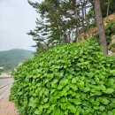 명사마을세천 | 거제도 저구마을 수국동산 수국 개화 상태. 명사해수욕장 명사항다목적해상데크 탐방