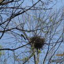 중국단풍길 이미지