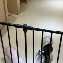 히포파통 이미지