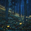 반딧불이 이미지