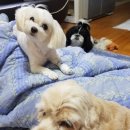 뿌리네 애견샵 이미지