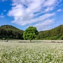 삼양카써비스센타 이미지