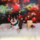 땡자네 묭실 이미지