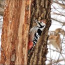 통큰딱따구리 이미지