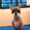 슈나애견미용 이미지