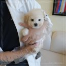 강아지분양 말랑퍼피 | 인천강아지분양, 견종 상담부터 건강 체크까지 꼼꼼한 인천강아지분양 홍스퍼피 후기