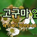 고구마와 줄기 많이 먹어야겠어요 이미지