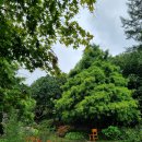 가평 베고니아 새정원/ 아침 고요 수목원 이미지