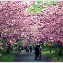 2024/04/27(토) 충남 서산 개심사 서산 개심사 왕벗 꽃길 트레킹 이미지