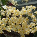 환타지아 이미지