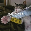 펫맘사랑 | 고양이 강아지 보험 다이렉트 펫보험 청구 내돈내산 추천 후기