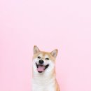 행복한강아지 이미지