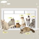 냥이 주택 이미지