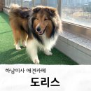 도리스 | 하남애견카페 미사애견카페 도리스