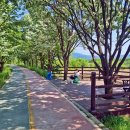 이팝나무길 이미지