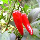 송정주유소 이미지