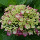 노을과포도향기 이미지